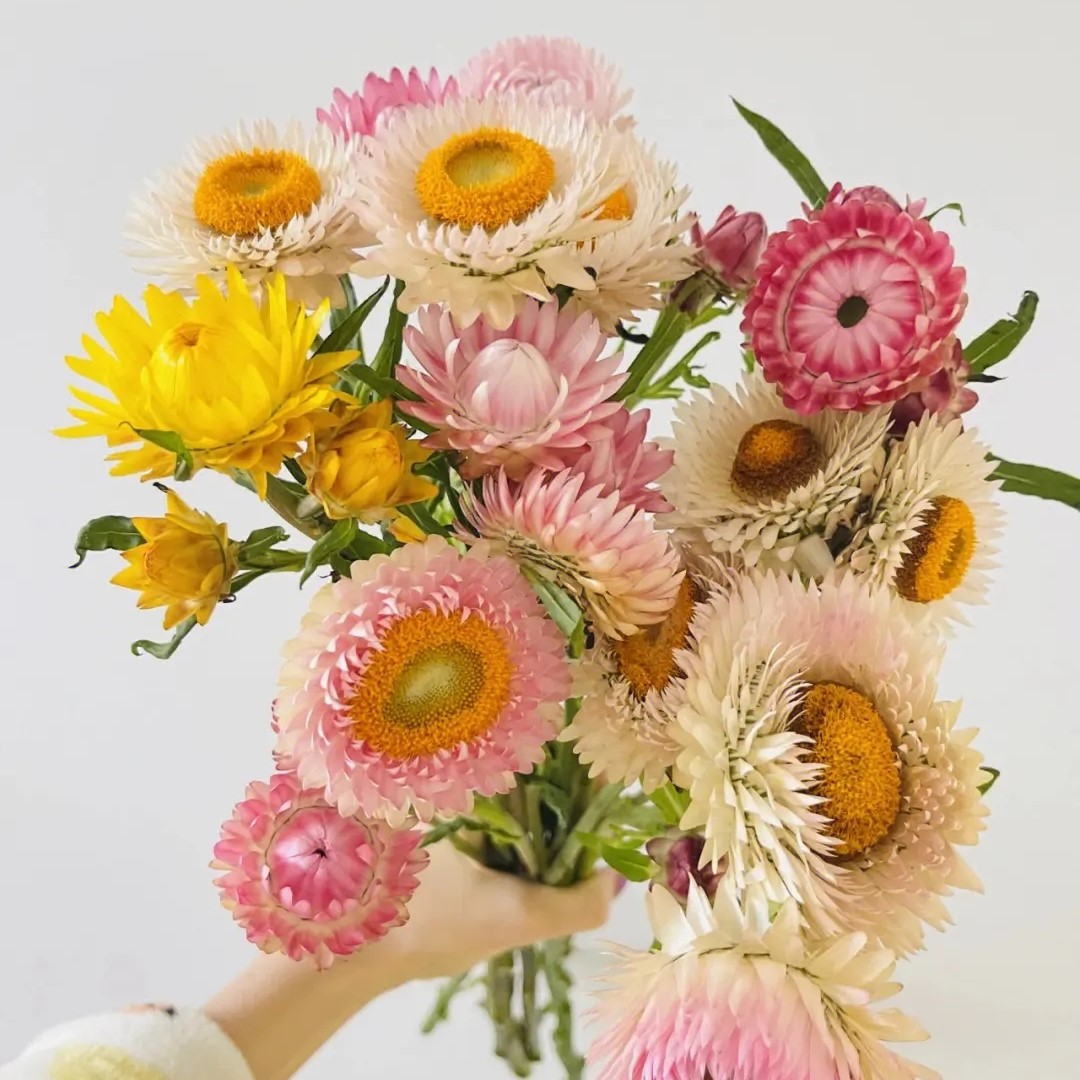 左家花园麦秆菊种子腊菊干花菊