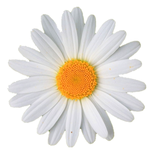 白晶菊种子左家花园白色黄芯观赏花卉菊花种子景观小白菊易种秋播