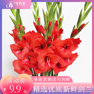 广州剑兰鲜花百合花玫瑰向日葵花束水培水养云南昆明直发同城速递