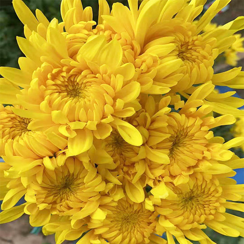 广州黄白菊鲜花小雏菊同城速递