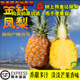 树上熟海南凤梨台农17号金钻凤梨新鲜当季 孕妇水果特级中果手撕