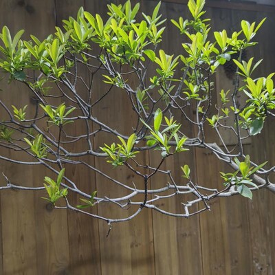 海岛春花石斑木庭院茶桌台造景盆景栽绿植老树桩R大斜飘枝一物一