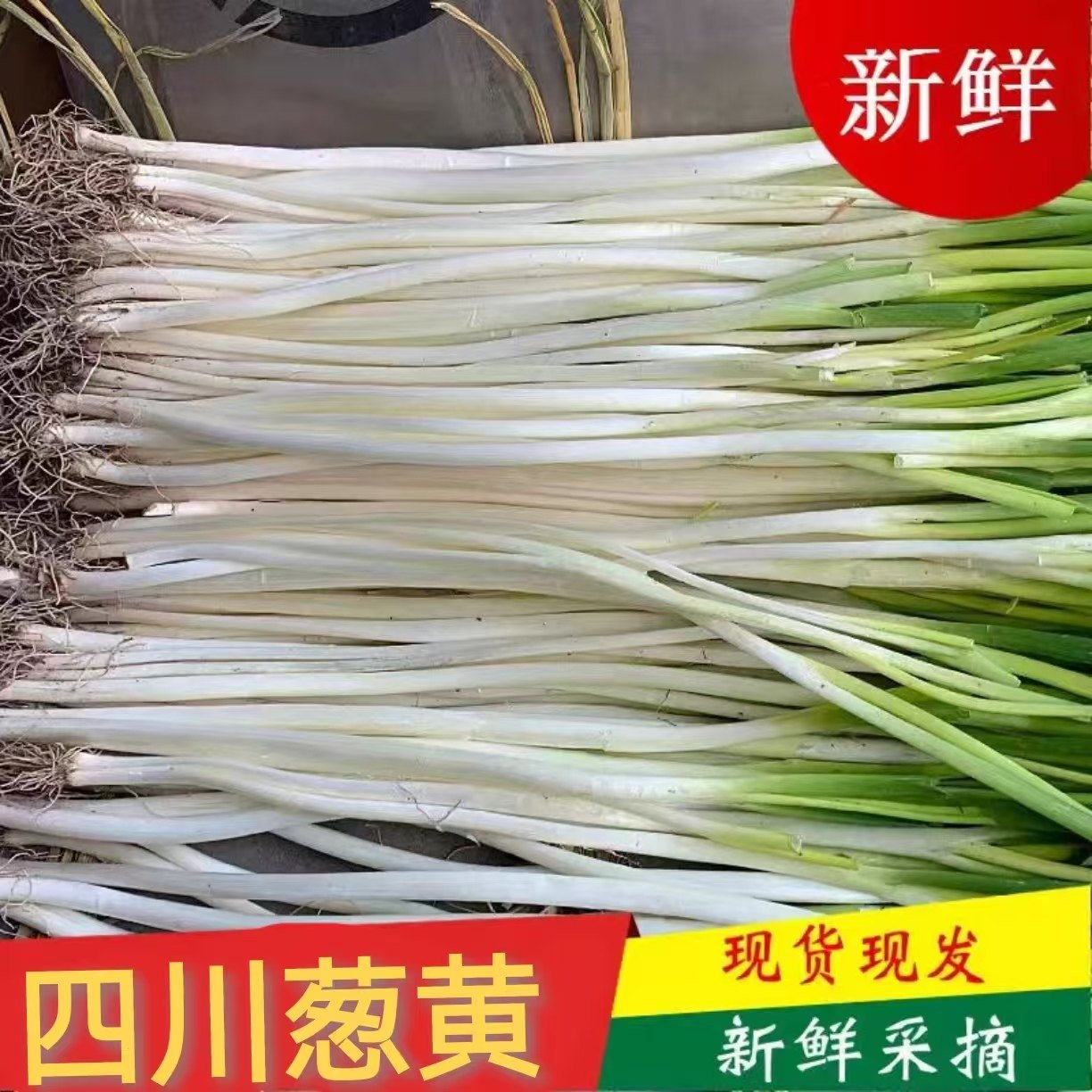 四川大葱新鲜蔬菜葱黄