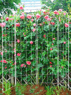 爬藤架花架铁艺网格花墙月季铁线莲支架阳台户外庭院植物攀爬架子