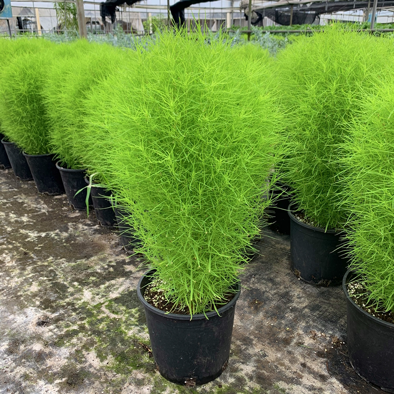 地肤盆栽 绿地肤 地肤球 庭院阳台观叶植物 耐热好养园林绿化植物