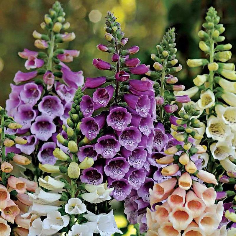 毛地黄盆栽花苗阳台庭院花园露台多年生宿根小苗花卉钓钟柳植物