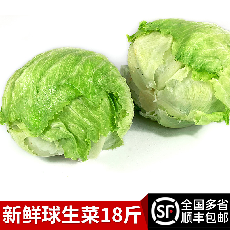 新鲜球生菜18斤 圆生菜新鲜蔬菜汉堡三明治用西生菜沙拉色拉食材