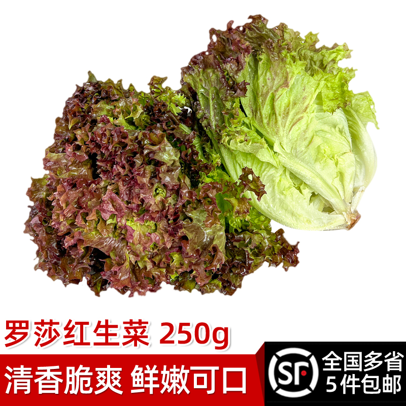 绿食者 罗莎红250g 新鲜蔬菜沙拉食材紫叶红叶生菜西餐罗沙红生菜