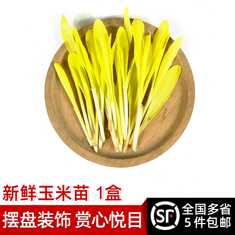 新鲜玉米苗1盒蔬菜苗摆盘装饰