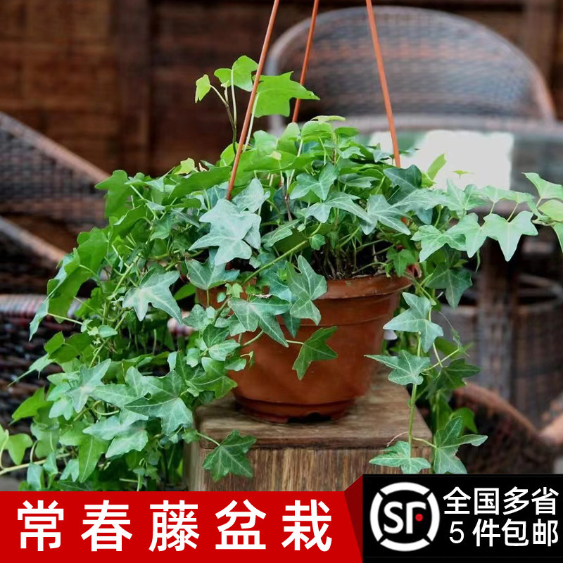 常春藤盆栽 好养植物长春藤垂吊兰水培爬藤挂常青藤绿植
