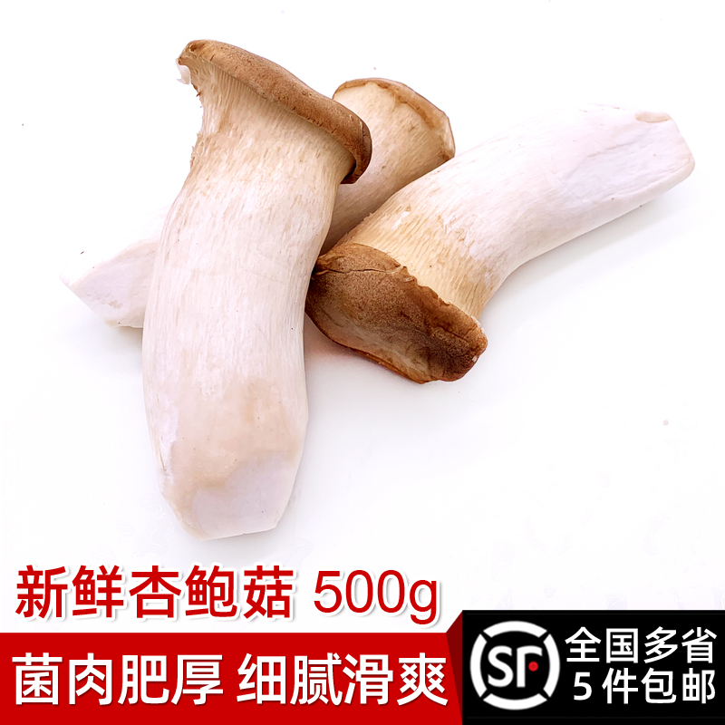 新鲜杏鲍菇1斤 美味菌菇蔬菜肉厚鲜嫩炒菜凉拌食材 多省5件包邮