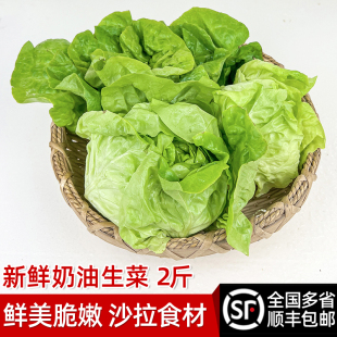 包邮 绿食者 波士顿生菜 西餐配菜新鲜蔬菜沙拉食材 奶油生菜2斤