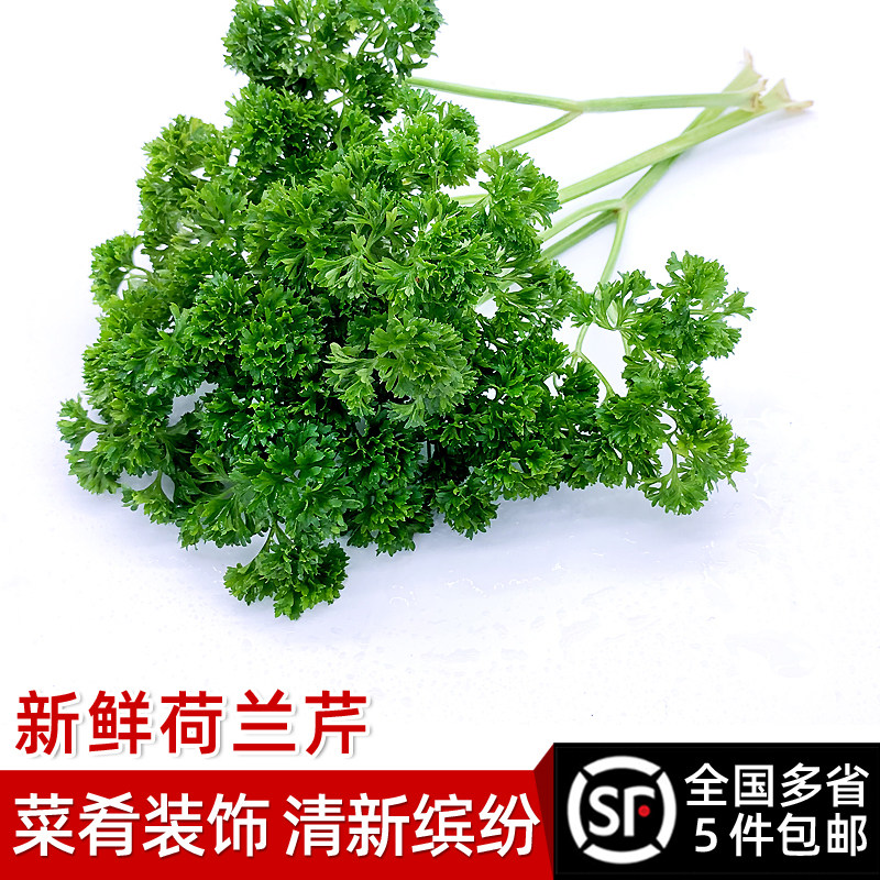 绿食者 荷兰芹 新鲜蔬菜法国香菜洋芫荽西餐摆盘装饰 5件顺丰包邮