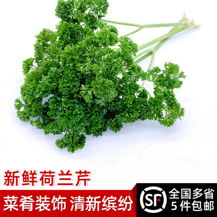 绿食者 荷兰芹 新鲜蔬菜法国香菜洋芫荽西餐摆盘装饰 5件顺丰包邮