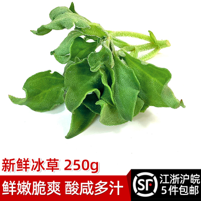 新鲜冰草冰菜凉拌火锅蔬菜包邮