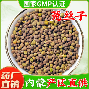 旗舰店新鲜干兔丝子药材吐丝子菟丝子茶 内蒙野生菟丝子中药材正品