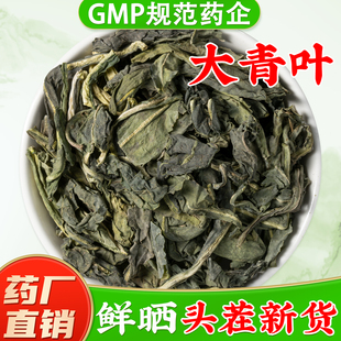 野生大青叶中药材旗舰店正品板蓝根叶子中草药材大青叶片新鲜干货