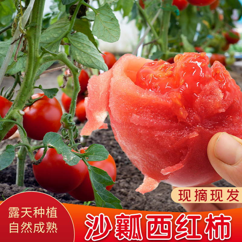攀枝花沙瓤西红柿露天自然熟