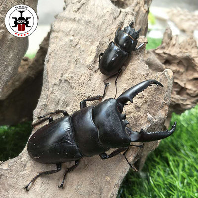 中华大锹价格 中华大锹图片 星期三