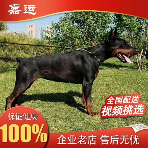 杜宾犬纯种立耳价格 杜宾犬纯种立耳图片 星期三