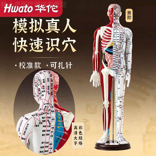 华佗人体针灸模型半肌肉骨骼穴位高清刻字可扎针经络仿真练习教学