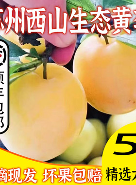 西山生态蜂糖李黄李水果礼盒包邮