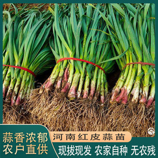 河南紫红皮蒜苗农家露天种植新鲜蔬菜当天现挖现发小香蒜苗带泥发