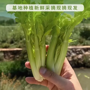 立农维康新鲜清芹两包可生吃新鲜绿色蔬菜水果清芹