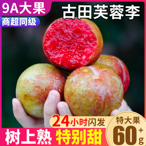 现货！古田芙蓉李现摘脆甜爽口