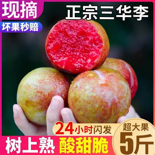 现摘！红心三华李现摘超甜