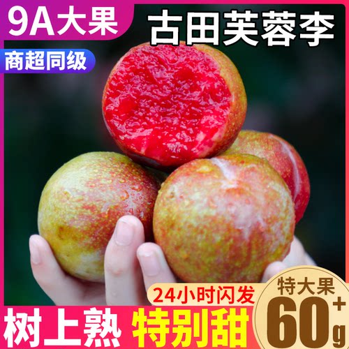 现货！古田芙蓉李现摘脆甜爽口