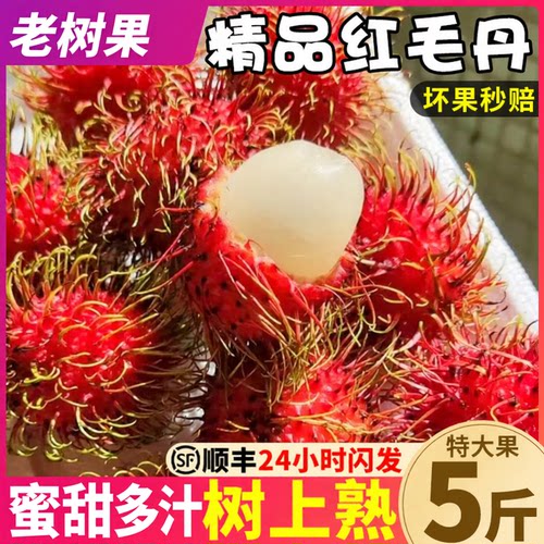5斤精品海南红毛丹整箱顺丰包邮