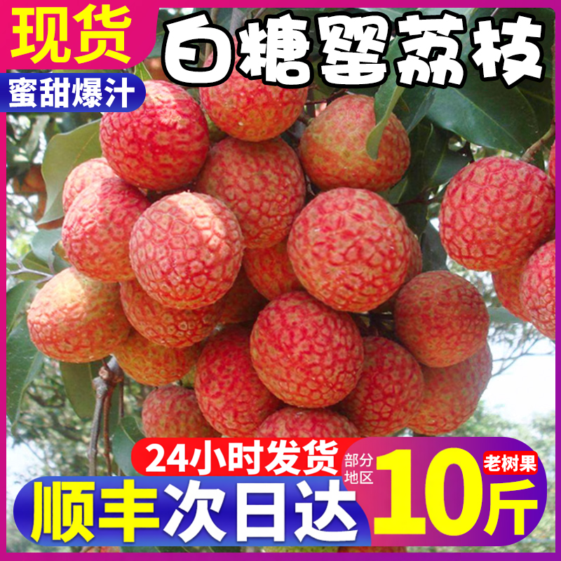 顺丰10斤白糖罂荔枝新鲜现摘现发广东茂名水果桂妃王整箱包邮