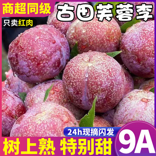 正当季！正宗古田芙蓉李新鲜现摘