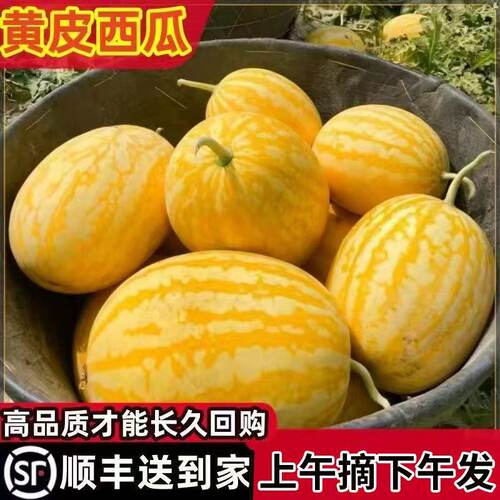 正宗黄皮西瓜金美人西瓜皇后西瓜新鲜水果稀有黄皮西瓜一整个顺丰