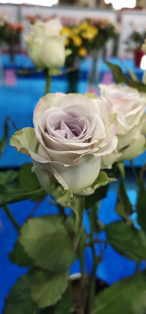 B级海洋之迷海洋之心玫瑰花鲜花水养插花花束20枝一把昆明直发图片