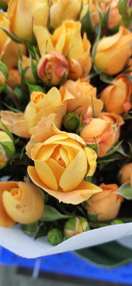 a级橙铃铛果汁阳台泡泡玫瑰橙色多头小玫10枝一把昆明直发