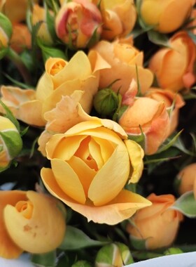 A级橙铃铛果汁阳台泡泡玫瑰橙色多头小玫10枝一把昆明直发