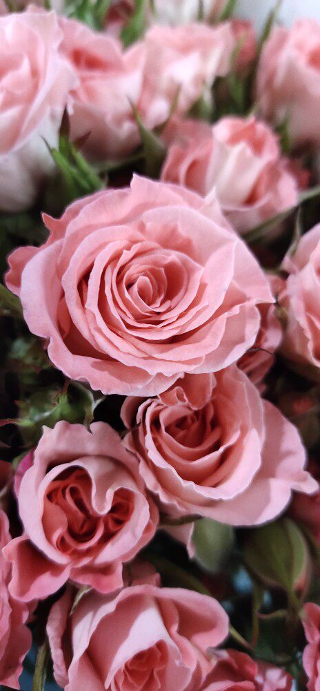 a级多头小玫瑰粉泡泡高雅爱人10枝一把昆明直发