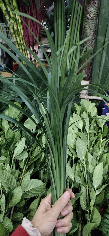春兰叶进口春兰叶鲜切水养插花花艺造型花材昆明直发