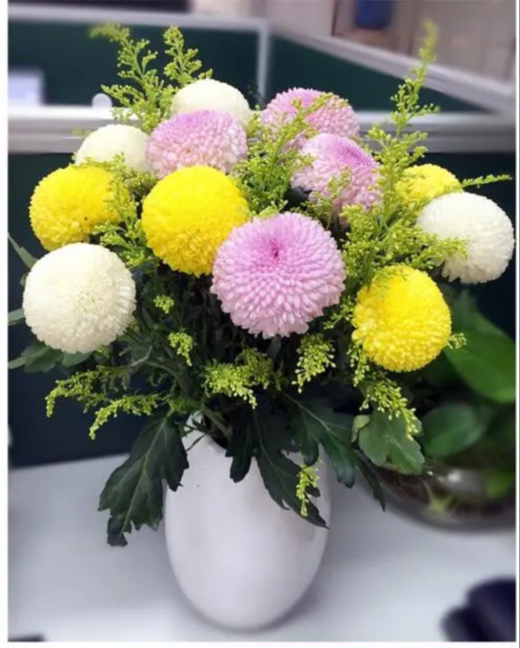 乒乓菊鲜花水养插花花艺插花花束花材10朵一把昆明直发