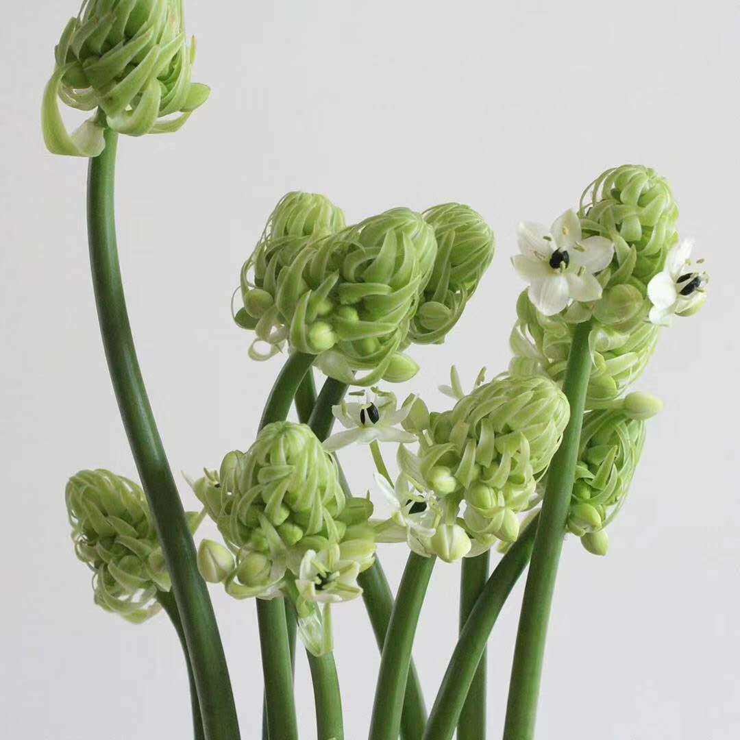 a级天鹅绒花鲜切水养10枝一把昆明直发