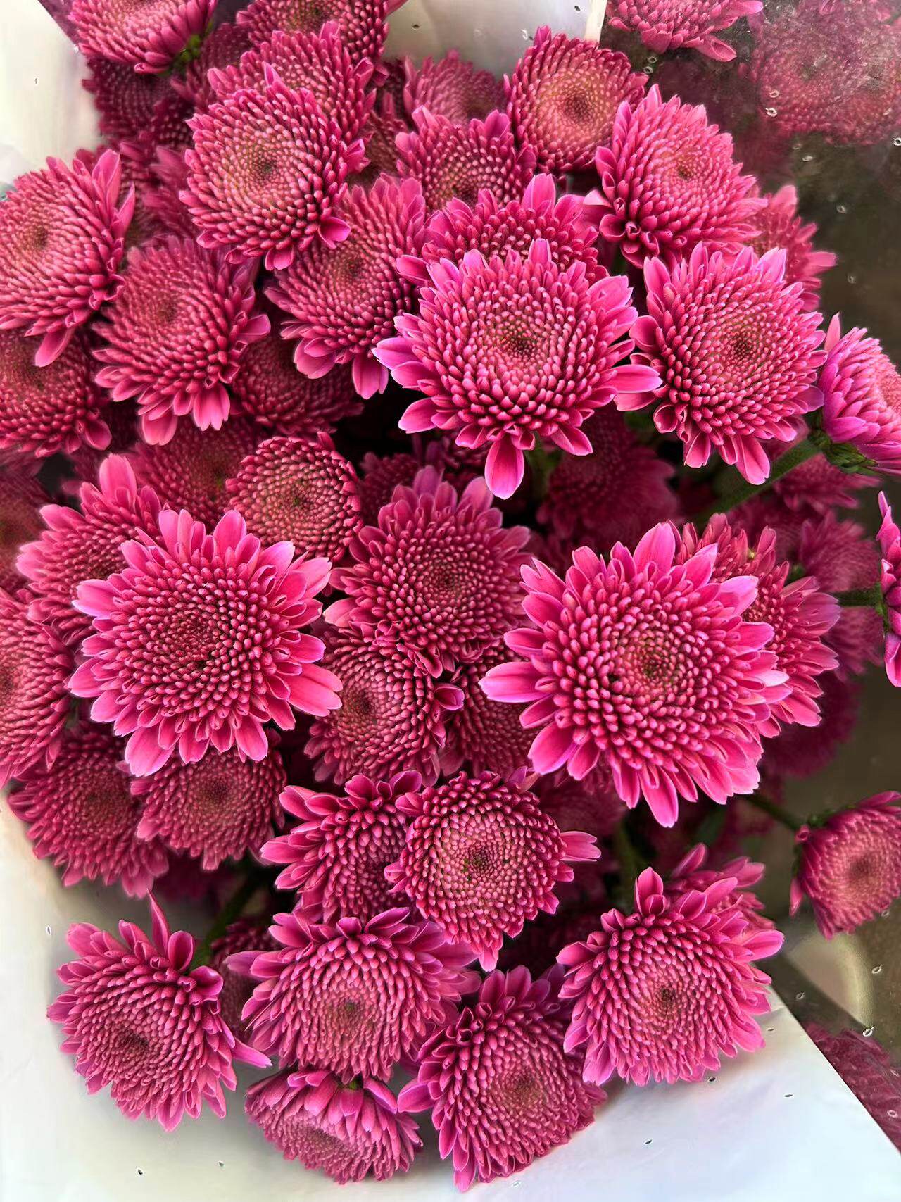 蓝莓小菊小雏菊鲜花水养插花懒人花束花期长家庭办公室插昆明直发