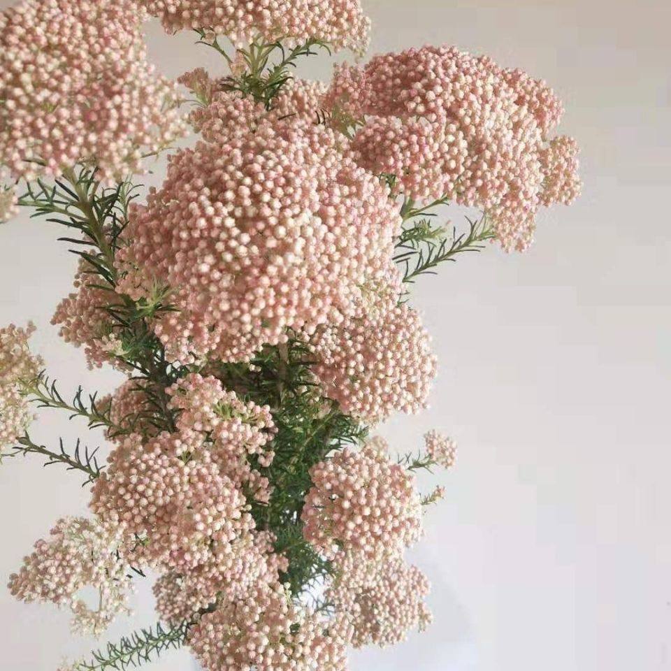 小米花鲜花水养插花花束配花花艺造型花材昆明直发