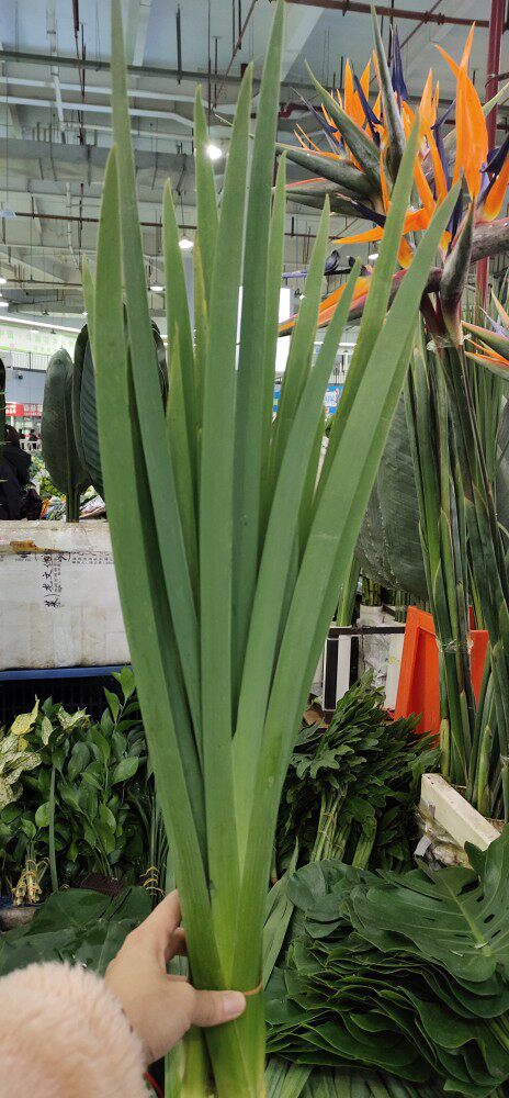 水培绿植鸢尾叶5支一把昆明直发