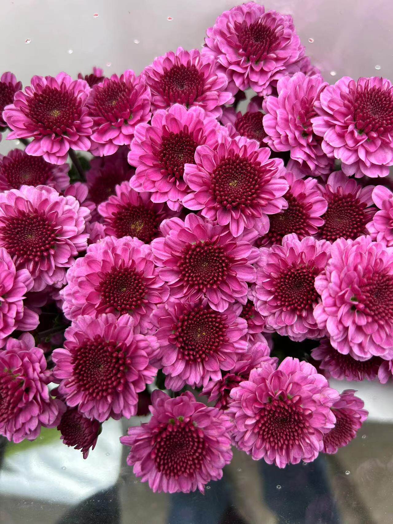 紫妍小菊小雏菊鲜花水养插花懒人花束花期长家庭办公室插昆明直