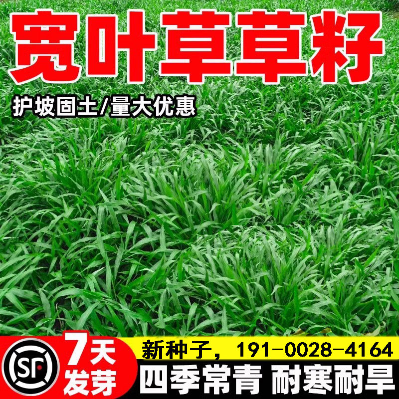 宽叶草草籽宽叶雀稗百喜草种子耐热耐旱护坡固土边坡绿化工程种籽