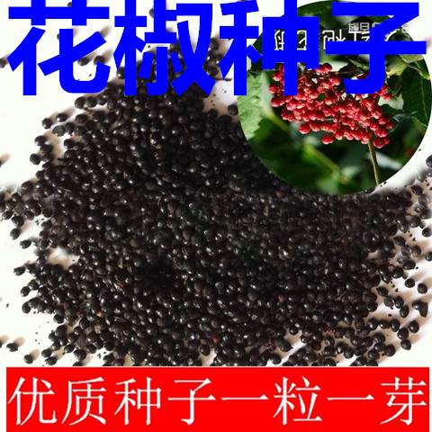 大红袍花椒种子 青花椒种子 九叶花椒树种子带刺篱笆植物图片