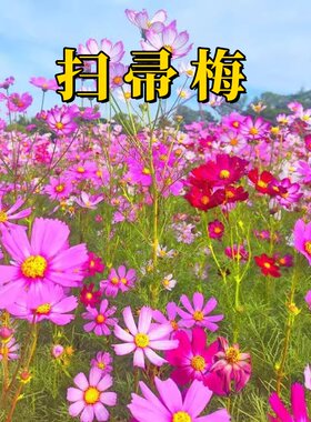 东北扫帚梅花籽 散装 波斯菊 格桑花 绿化观赏 庭院 花种子