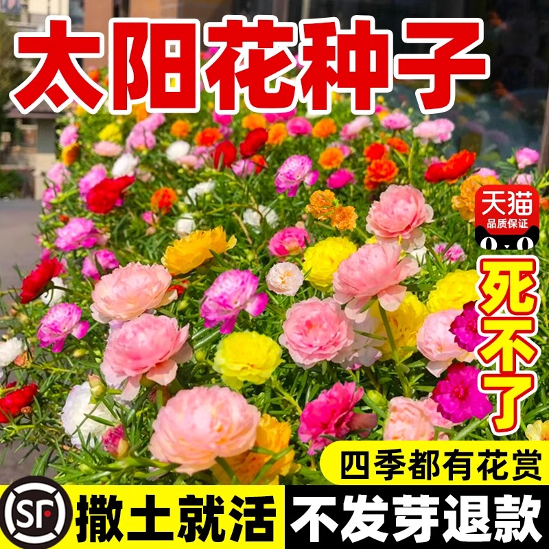 重瓣太阳花种子松叶牡丹四季种